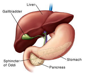 Front view of liver and stomach. Liver is partly raised to show gallbladder underneath. Pancreas is visible behind stomach. Ducts from gallbladder, liver, and pancreas join in pancreas. Common duct enters small intestine at sphincter of Oddi.