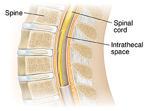 Midsagittal section of lumbar spine showing the intrathecal space