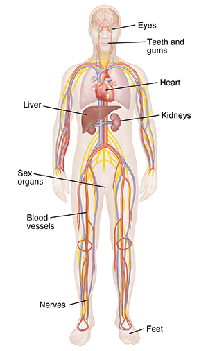 Front view of person showing brain and nervous system, cardiovascular system, lungs, and kidneys.